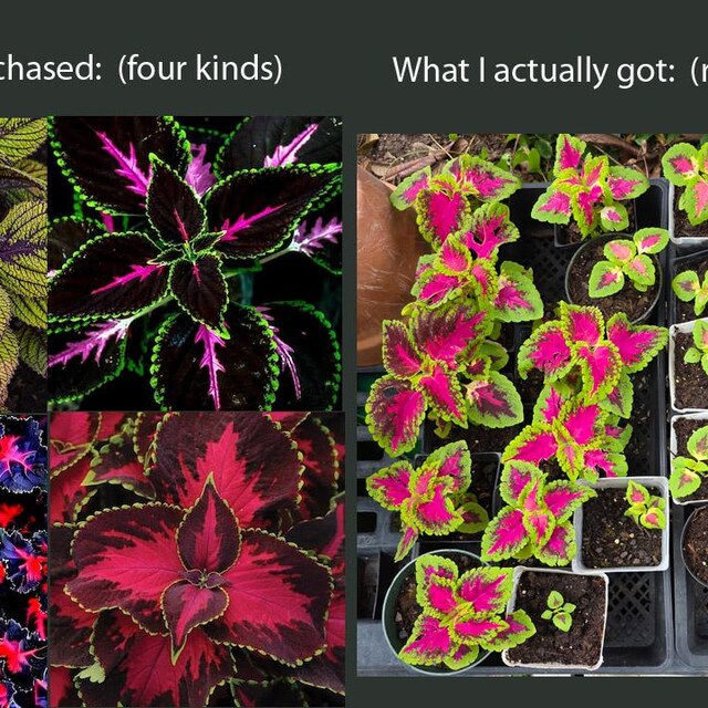 プロスコリウス・ギラファガタ コリウス ブラックブルー 20粒 / Coleus scutellarioides.(#3297