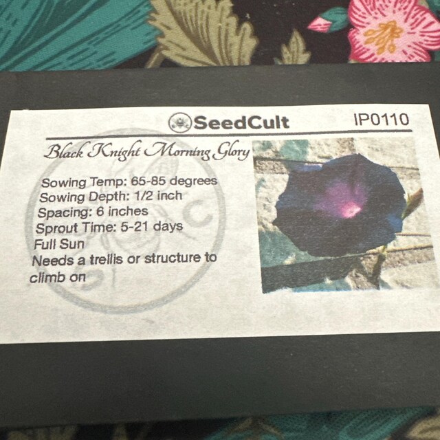 Japanese Morning Glory (Ipomoea nil 'Yama Blue White Blush') in the