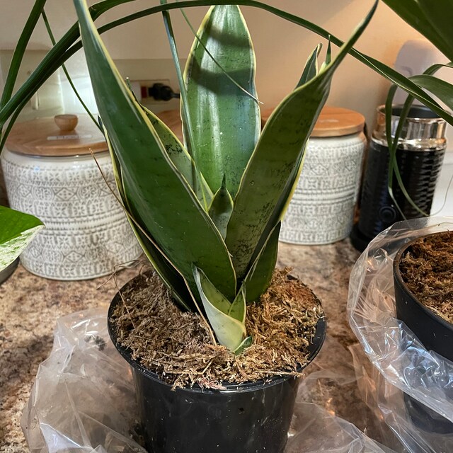 △*様 サンスベリア スノーホワイト Sansevieria Snow Whit SNAKE PLANT Sansevieria Snow White With 4 or 6 Inch Pot
