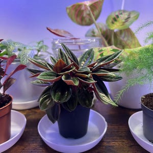 Ricky added a photo of their purchase