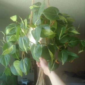 Crystal added a photo of their purchase