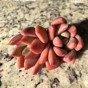 エケベリア ピーチブロッサム - 多肉植物 - Etsy 日本