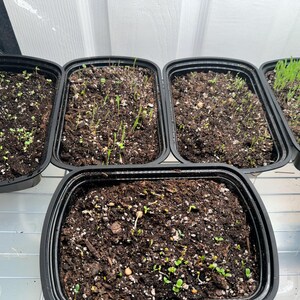 Jolleen ha añadido una foto de su compra