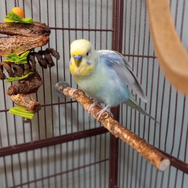 Picture of Textured Wooden Parrot Stand • Modern Parrot Stand • Tabletop Parrot ...