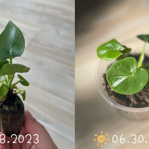 Shuting ha aggiunto una foto del proprio acquisto