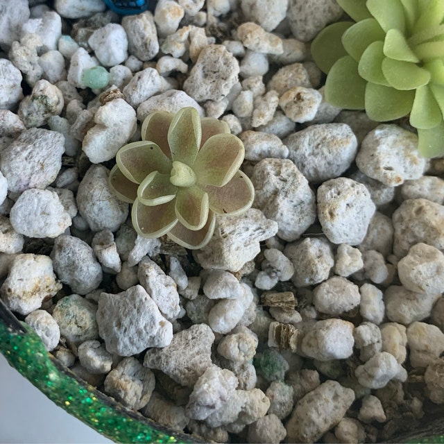 Pinguicula Moranensis Var. Alba Butterwort - Rare Live Carnivorous Plant