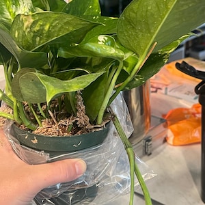 Emmelia added a photo of their purchase