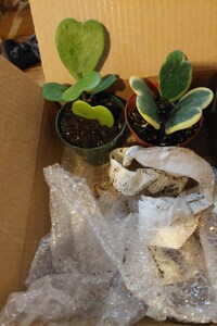 Variegated Sweet Heart Houseplant Hoya Kerrii Vine