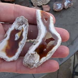 希少な瑪瑙化サンゴジオード - Etsy 日本