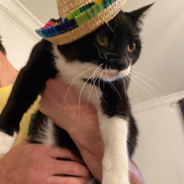 猫のソンブレロ メキシカン猫帽子 犬用帽子 送料無料 - Etsy 日本