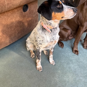 Lindsey added a photo of their purchase