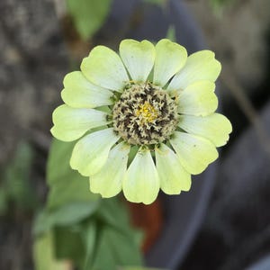 TraceSpaceSeeds hat ein Foto des gekauften Artikels hinzugefügt