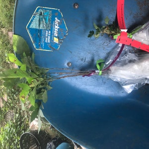 Hieu added a photo of their purchase