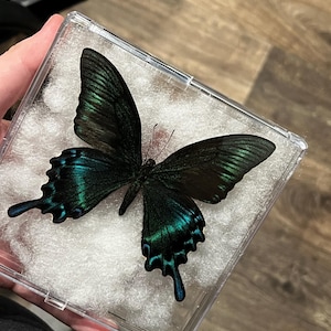 Nox hat ein Foto des gekauften Artikels hinzugefügt