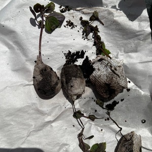 Lesley added a photo of their purchase