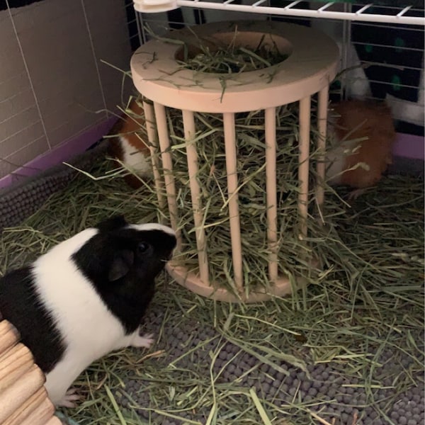 Image showcasing Large Guinea Pig Hay Feeder, Hay Feeder, Hay Feeder for Guinea Pig ...