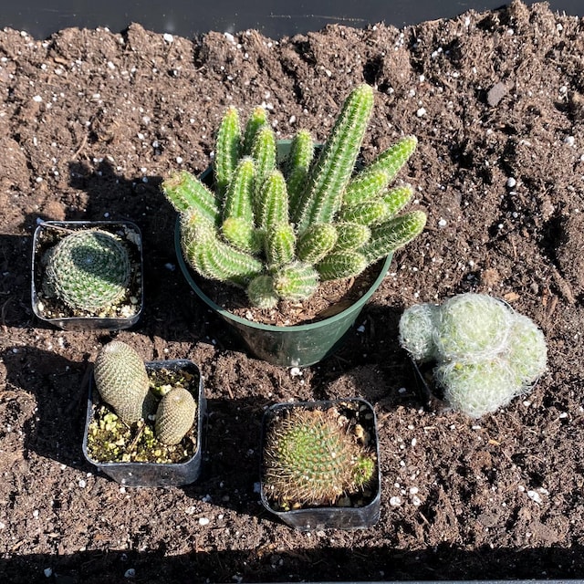 2 Rebutia Fulviseta Cactus Succulent Plant - Etsy