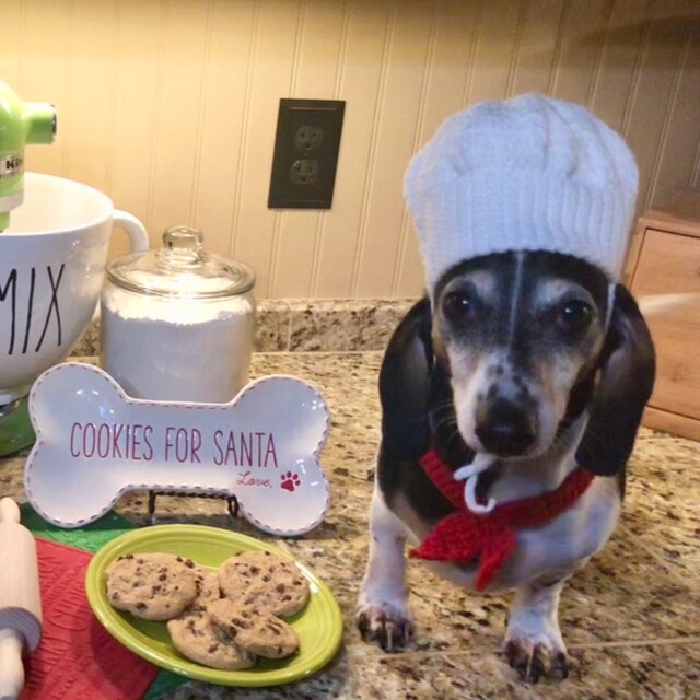 Chef Cat Costume Hat and Red Scarf Chef Pet Halloween Etsy