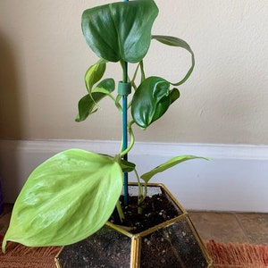 Taylor Davis added a photo of their purchase