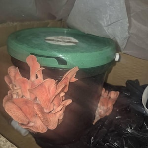 rapheil added a photo of their purchase