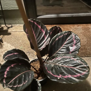 Micki ha aggiunto una foto del proprio acquisto