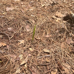 Alyssa ha añadido una foto de su compra