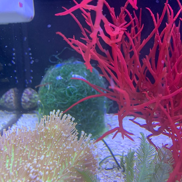 Picture of Swiss Dome Fish Tank Functional Art - Etsy