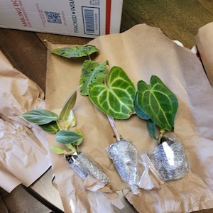 yuli added a photo of their purchase