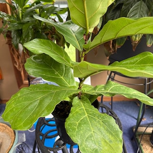 C. added a photo of their purchase