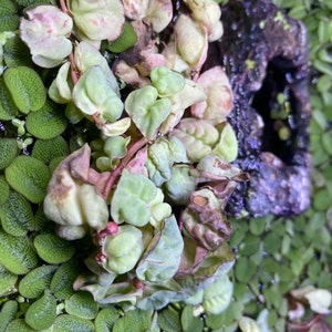 Alexandra added a photo of their purchase