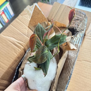 Emma added a photo of their purchase