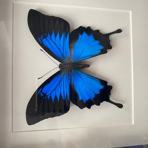 Alexander ha añadido una foto de su compra