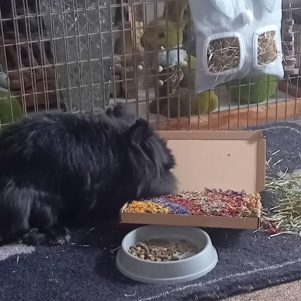 Barley Rings for Rabbits, Guinea Pigs and Small Animals. Rabbit Treats ... - Guinea Pigs And Barley Germ