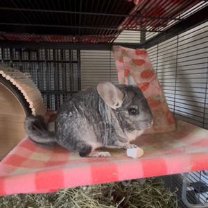 Shelby added a photo of their purchase