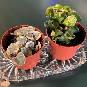 Tina added a photo of their purchase