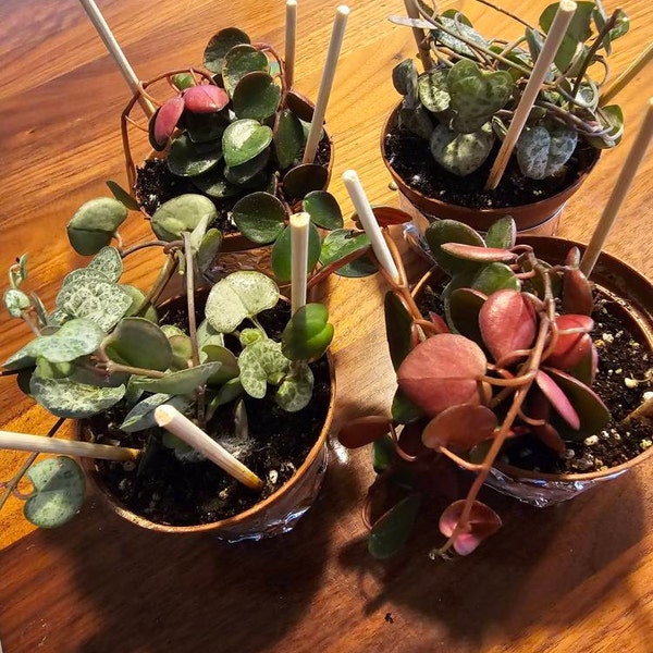 View HOUSE PLANTS by ArtandtheGarden on Etsy