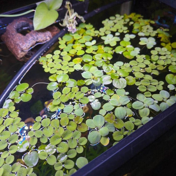 Floating Plant Package 2, Frogbit Red Root Floater Dwarf Water Lettuce ...