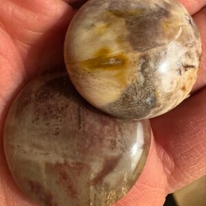 研磨された珪化木標本 - 化石化した木 - 瑪瑙化した木 - 木の化石