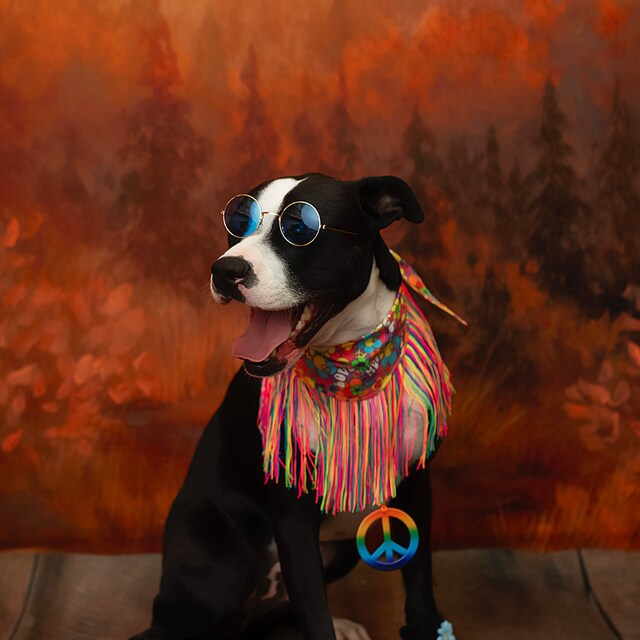 Hippie dog clothes hotsell