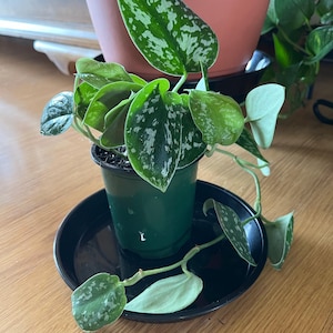 Michele added a photo of their purchase