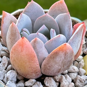 Helen added a photo of their purchase