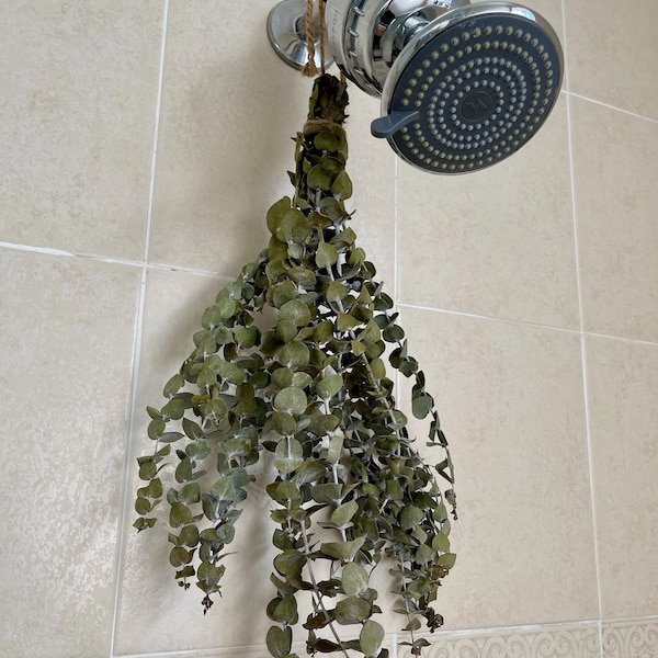 Large Fresh Eucalyptus Shower Bundle, Eucalyptus Shower Plant ...