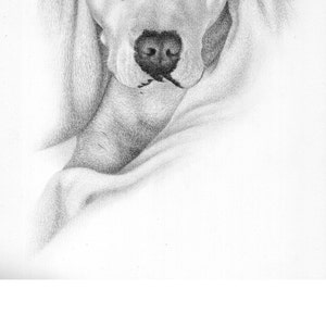 犬の顔の描画 - カスタム鉛筆スケッチ。 - Etsy 日本