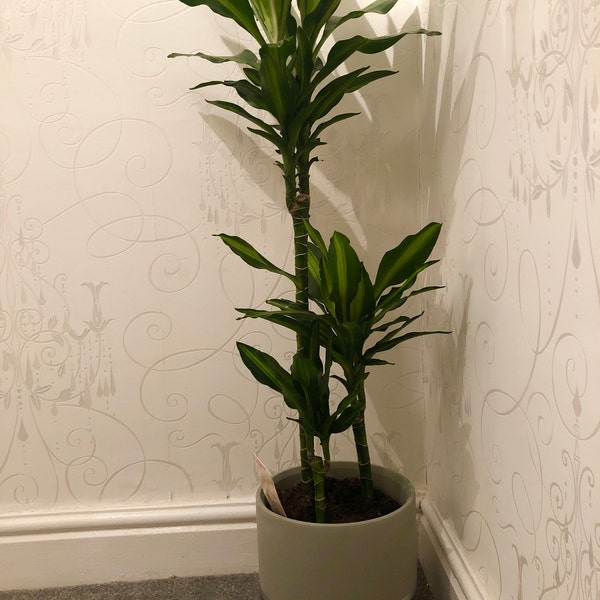 MELROSE 25cm Concrete Indoor Plant Pot | Extra Large Planter | Purple ...