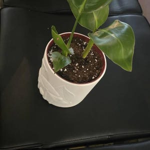 3pk- 3 Inch Giant White Bird of Paradise-strelitzia Nicolai - Etsy