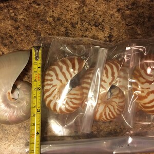 Spotted Banded Tun Sea Shell NIGHTLIGHT Bathroom Kitchen | Etsy