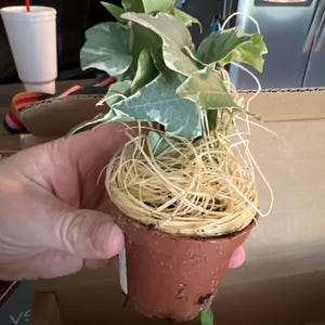 Amanda added a photo of their purchase