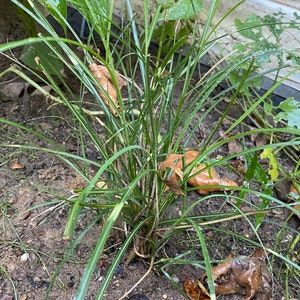 Grafik added a photo of their purchase