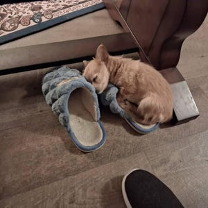 Diane added a photo of their purchase
