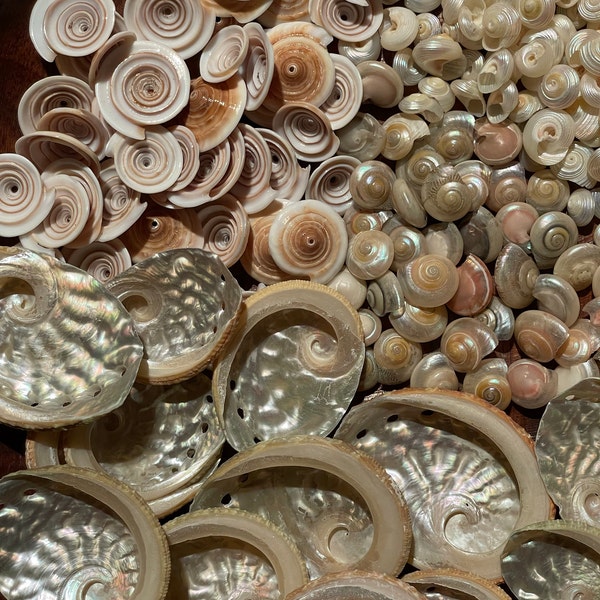 PH PandaHall 250g 10 Style Pets Coquillages Charmes Artisanaux De Coquillages En Spirale Ocean Beach Pour La Fabrication De Bijoux De Collier De Bracelet, Décoration De Partie De Vase D'aquarium